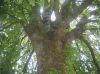 wild-chestnut_004.jpg