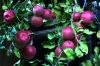 ccfujiapples101507ann0.jpg