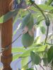 Passifloracaerulea_fruit.jpg