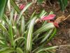 Billbergia_2.JPG