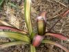 Billbergia_3.JPG