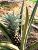 Pineapples_005.jpg