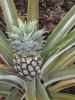 Pineapples_0081.jpg