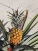 Pineapples_020.jpg