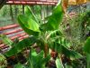 26_07_2009_Musa_Dwarf_Cavendish.JPG