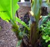 Musa_Dwarf_Cavendish_3_.JPG