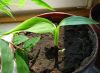 Musa_Formosana.JPG