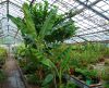 Musa_Helen_s_Hybrid_1_.JPG