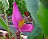 Musa_Ornata_Royal_Purple_Bloom1.JPG