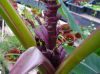 Musa_Ornata_Royal_Purple_Bloom_1_2.JPG