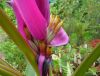 Musa_Ornata_Royal_Purple_Bloom_3_1.JPG