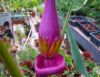 Musa_Ornata_Royal_Purple_Bloom_3_2.JPG