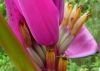 Musa_Ornata_Royal_Purple_Bloom_4_1.JPG