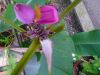 Musa_Ornata_Royal_Purple_Bloom_4_2.JPG