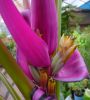 Musa_Ornata_Royal_Purple_Bloom_5_1.JPG