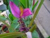 Musa_Ornata_Royal_Purple_Bloom_5_2.JPG