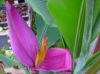 Musa_Ornata_Royal_Purple_Bloom_6_2.JPG