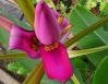 Musa_Ornata_Royal_Purple_Bloom_8_.JPG