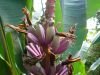 Musa_Ornata_Royal_Purple_bloom_1_7.JPG