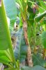 Musa_Sikkimensis_bloom_1_1.JPG