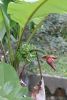 Musa_acuminata_ssp_malaccensis_Selangor_.jpeg