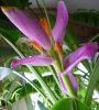 Musa_ornata_bloom_in_container_2_.JPG