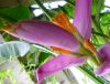 Musa_ornata_bloom_in_container_3_.JPG