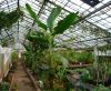 Musa_sikkimensis.JPG