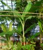 Musa_sikkimensis_Darjeeling_giant_1_.JPG
