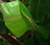 Musa_sikkimensis_Darjeeling_giant_leafs_4_.JPG