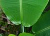 Musa_sikkimensis_Darjeeling_giant_leafs_5_.JPG