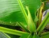 Musa_sikkimensis_start_bloom_1_.JPG