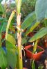 Musa_sp_Helen_s_Hybrid_4_.jpg