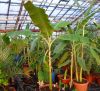 Musa_sp_Helen_s_Hybrid_5_.jpg