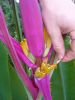 Pollination_by_pollen_Musa_sikkimensis_.JPG