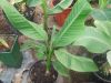 2007_0819plante0006.JPG