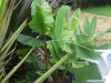 2007_0819plante0008.JPG