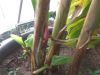 2007_1012plante0020.JPG