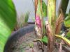 2007_1018plante0042.JPG