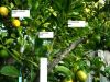 10_28_08clemenule_calamondinaint.jpg