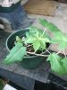 castor_bean_plants_wahoo_thanks_magic_green_.jpg