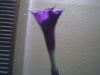double_bloom_royal_purple_datura_pic_2.jpg
