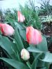 more_tulips_in_my_yard.jpg