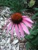 purple_cone_flower.jpg
