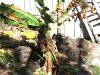 Naners_08_016.jpg