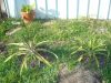DSC01549.JPG