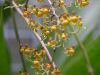 Oncidium2.JPG