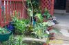 garden_pics_005.jpg