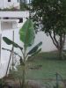 Ice_cream_28-5-08.JPG
