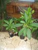 Raindow_seedling_and_Aztec_Gold_Plumeria.JPG